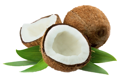 Coconuts PNG image