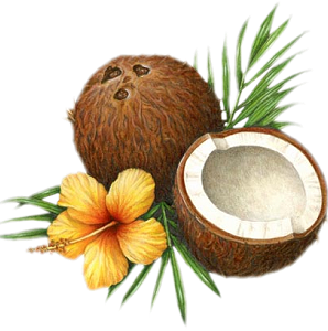 Coconut PNG - 103