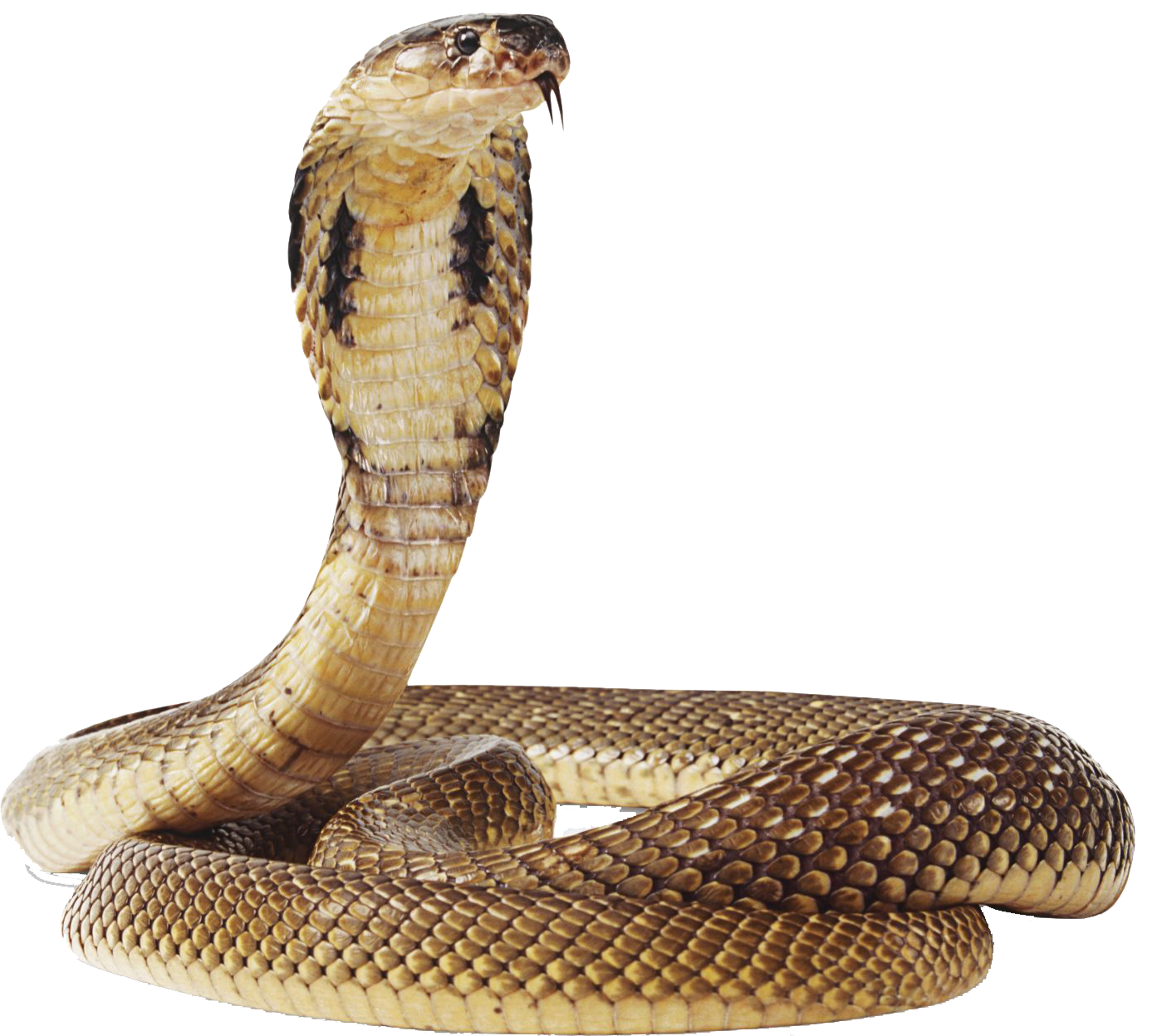 Coiled Snake PNG HD - 129041