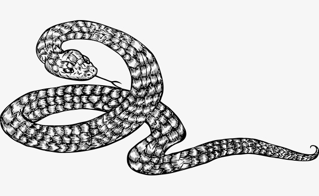 Rattlesnake Png File PNG Imag