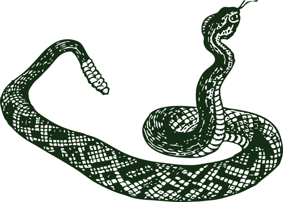 Coiled Green Snake PlusPng.co