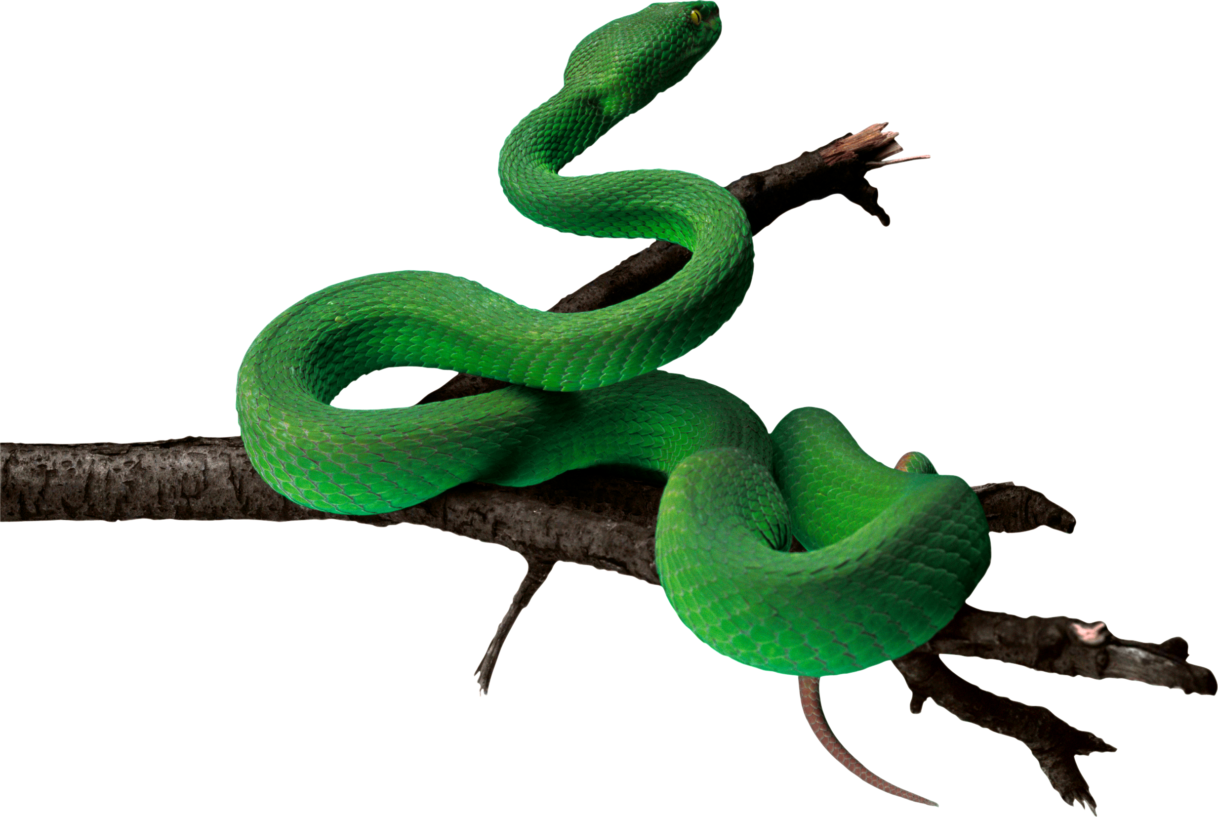 Coiled Snake PNG HD - 129044