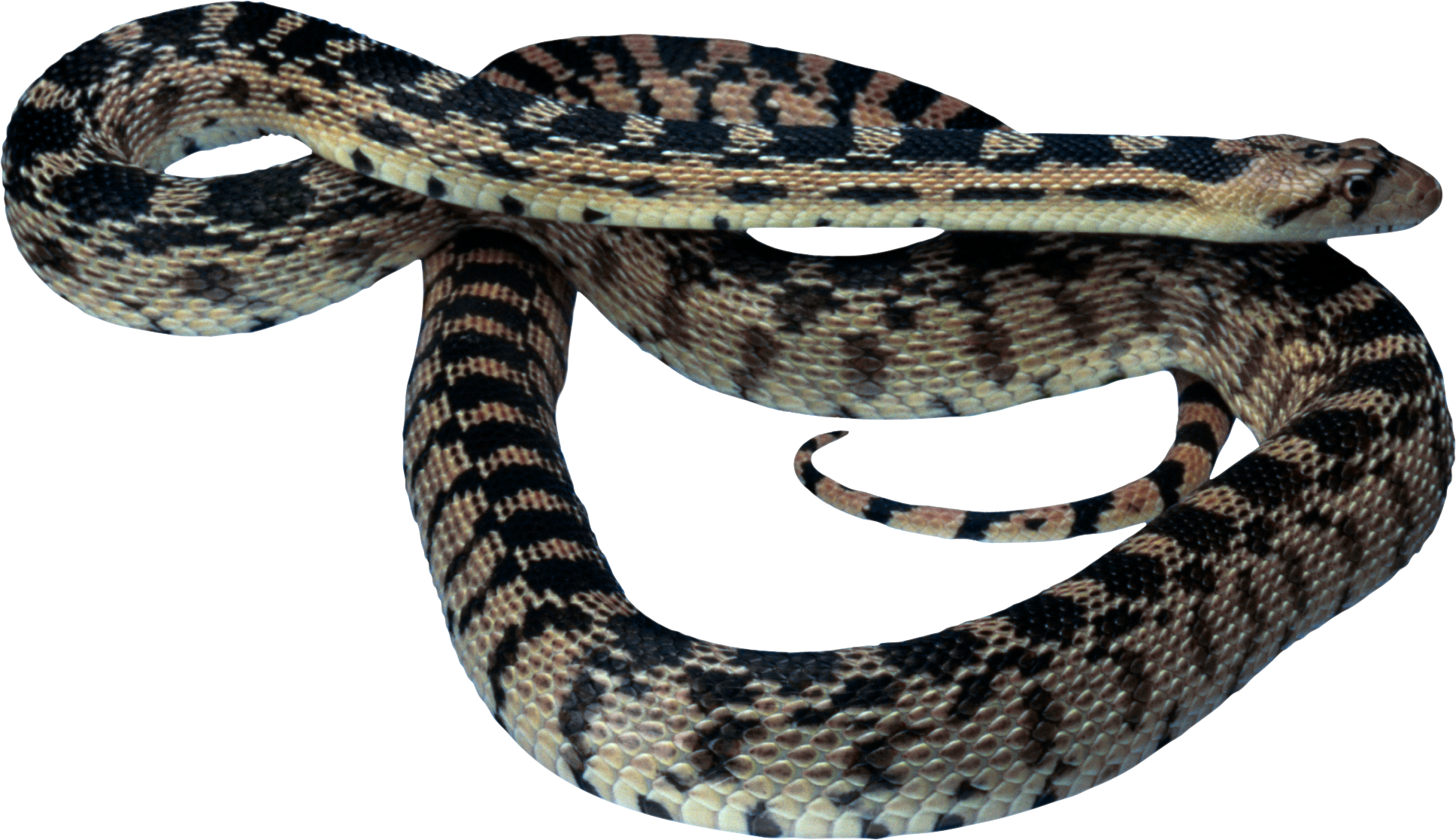 Coiled Snake PNG HD - 129052