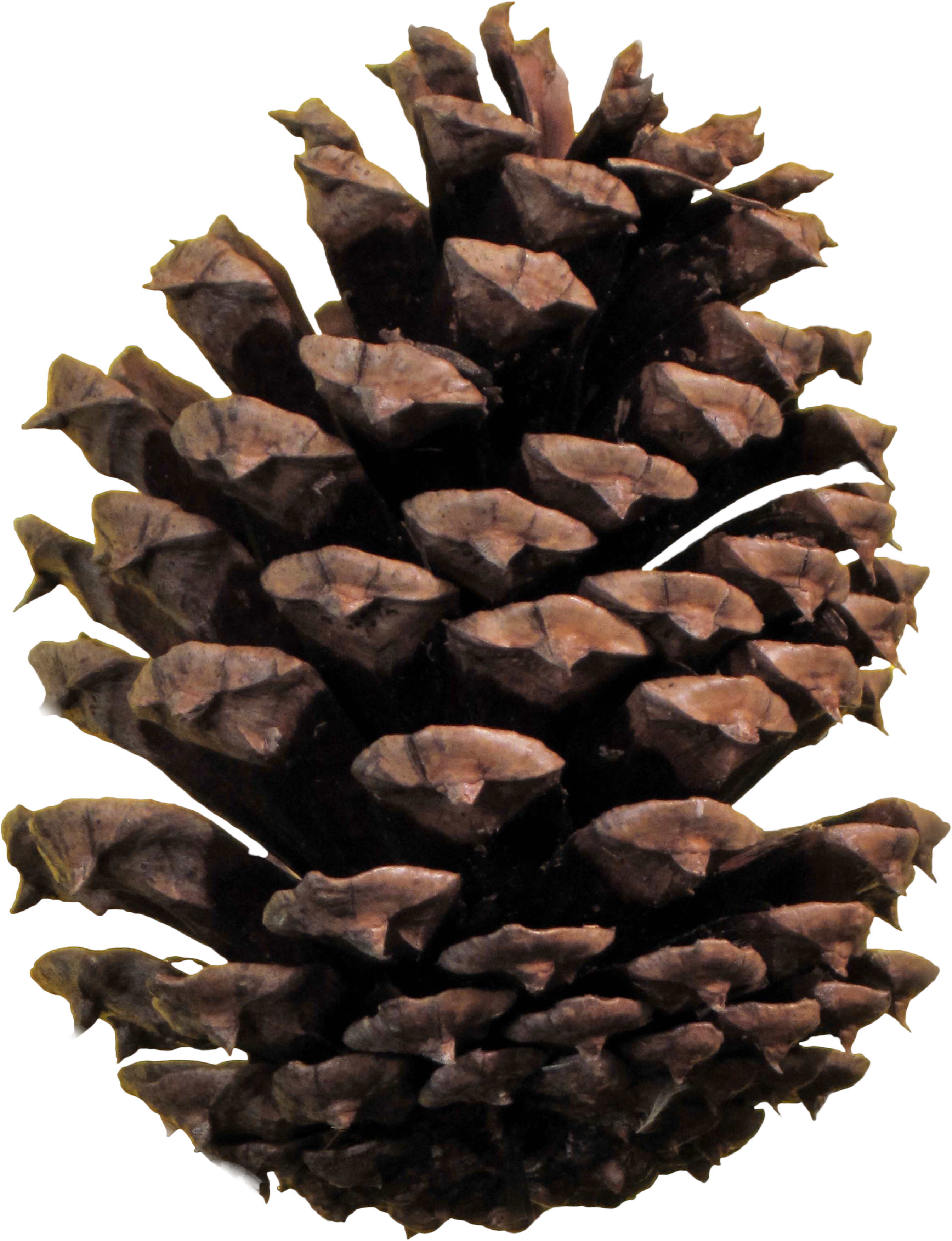 Light Brown Pine Cone - Pinec