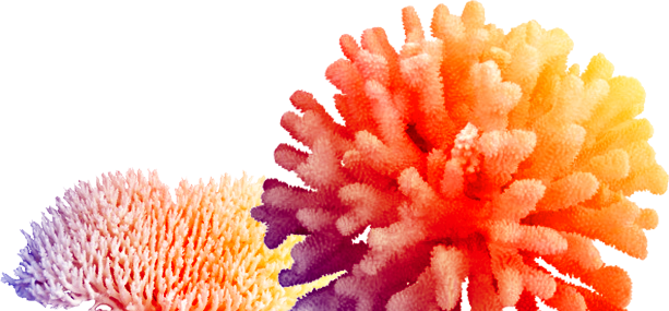 Coral PNG HD - 120638