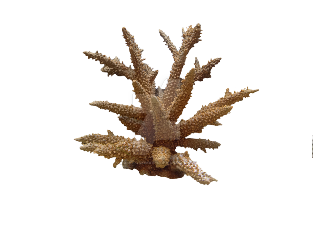 Coral PNG HD - 120629