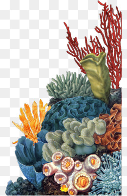 Coral Reef Clipart Png 71450