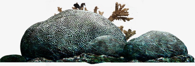 Coral Reef Clipart Png 71450