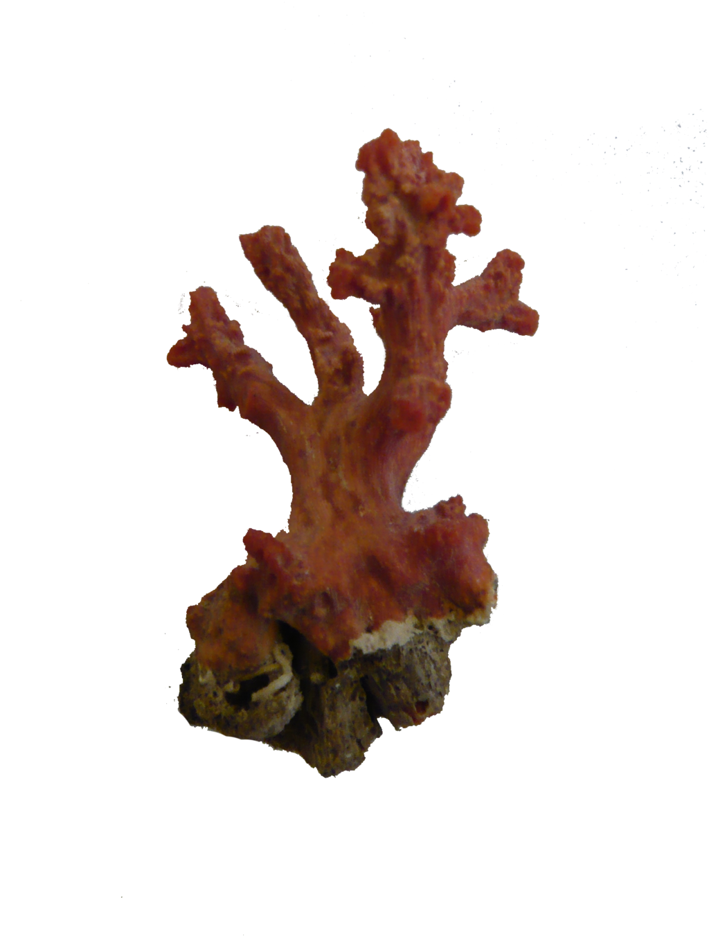 Coral PNG HD - 120635