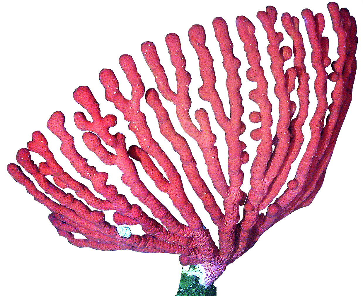 Clip art coral