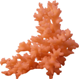 Coral PNG HD - 120631