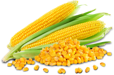 Corn HD PNG - 91280