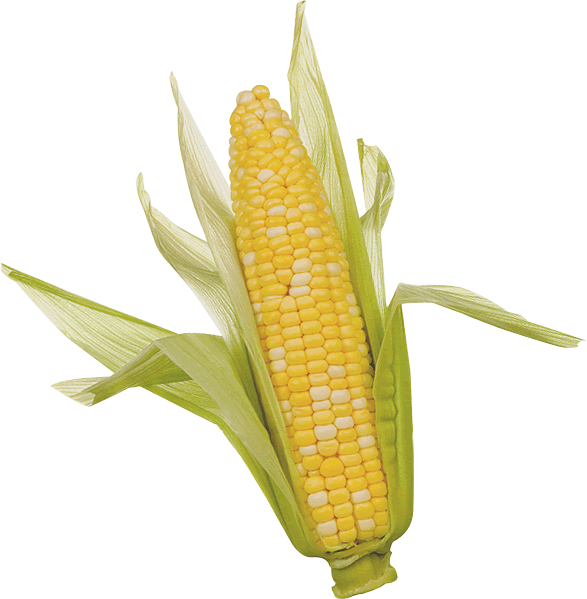 Corn HD PNG - 91285