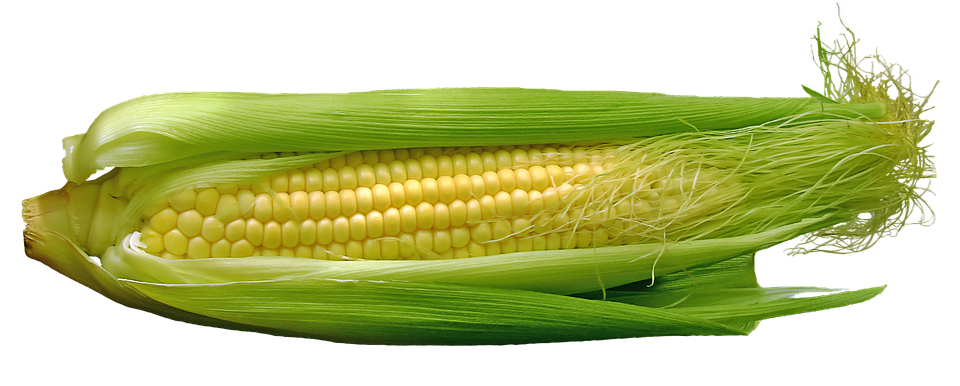 Corn HD PNG - 91287