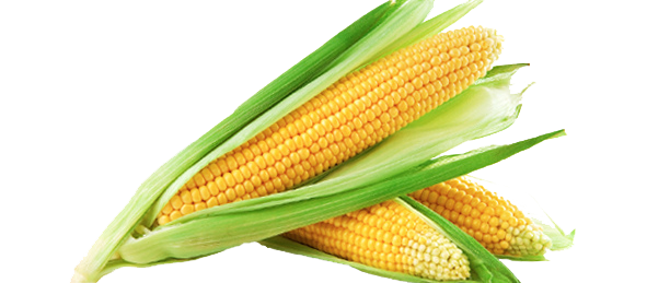 Corn HD PNG - 91278