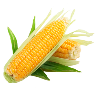 Corn HD PNG - 91282