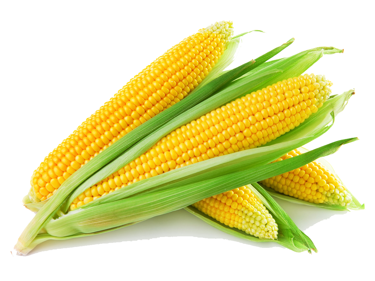 Corn HD PNG - 91276