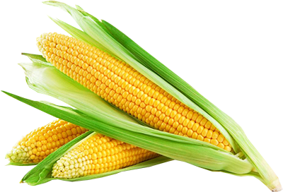 Corn PNG - 26317
