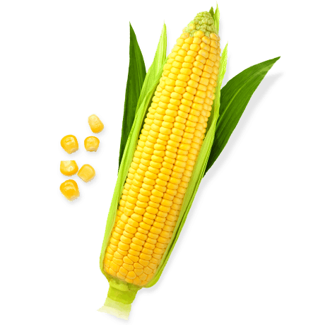 Corn PNG - 13663
