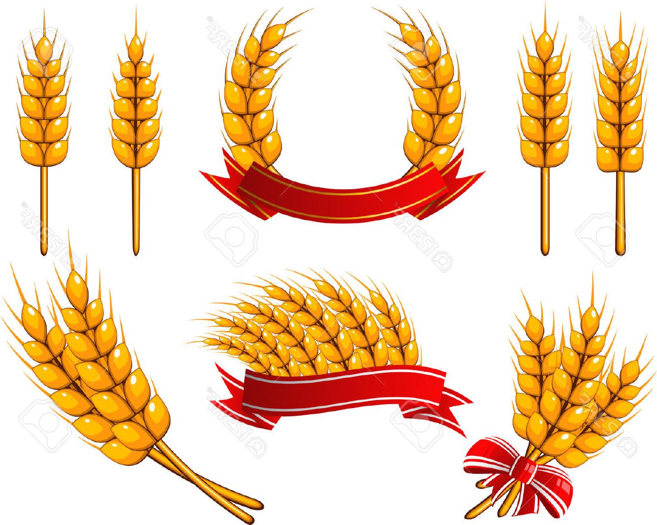 Corn Stalk Bundle PNG - 137999