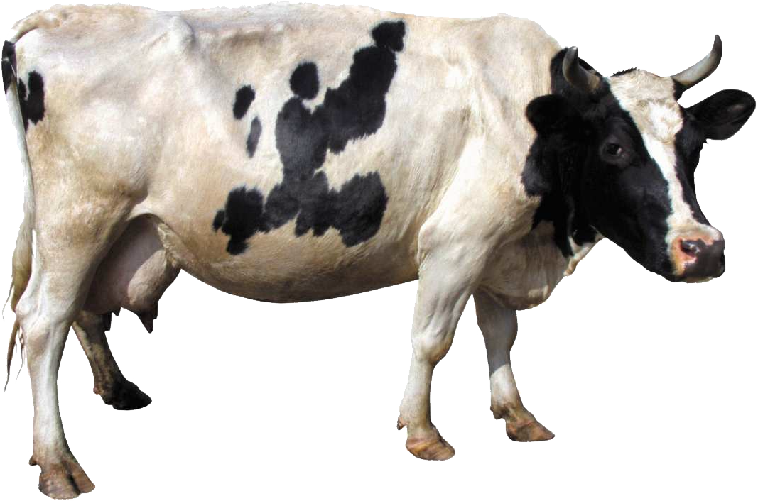 Cow HD PNG - 90025