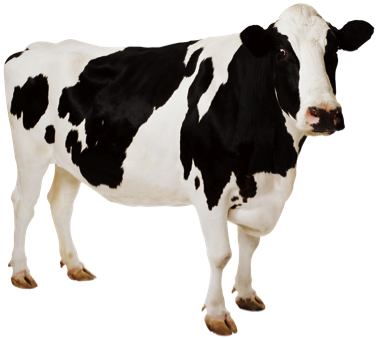 Cow HD PNG