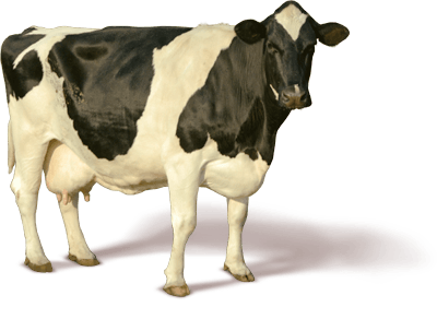 Cow png stock by lubman PlusP