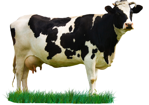 Cow HD PNG - 90024