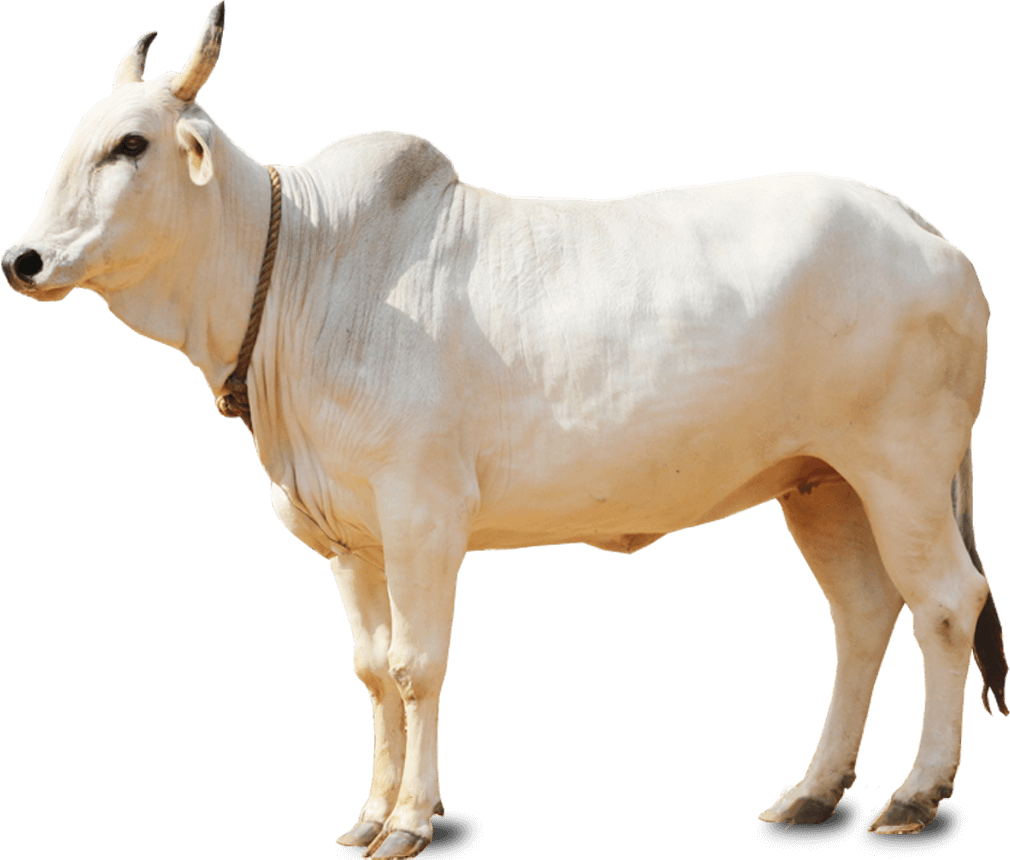 Cow HD PNG - 90029