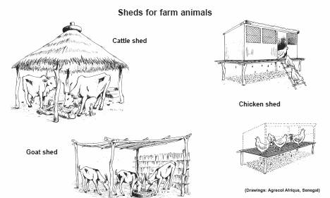 Cow In Shed PNG - 170649
