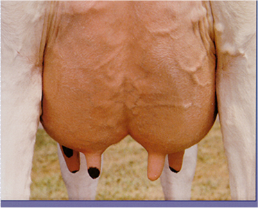 Cow Udders PNG - 82839