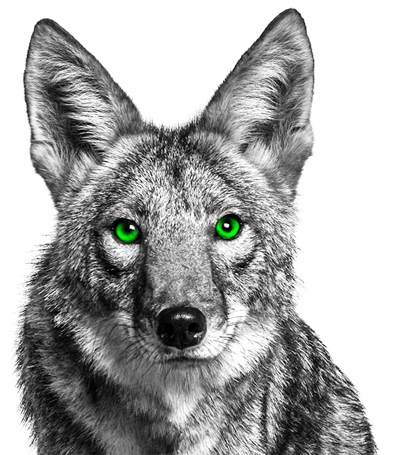 Coyote PNG HD - 150551