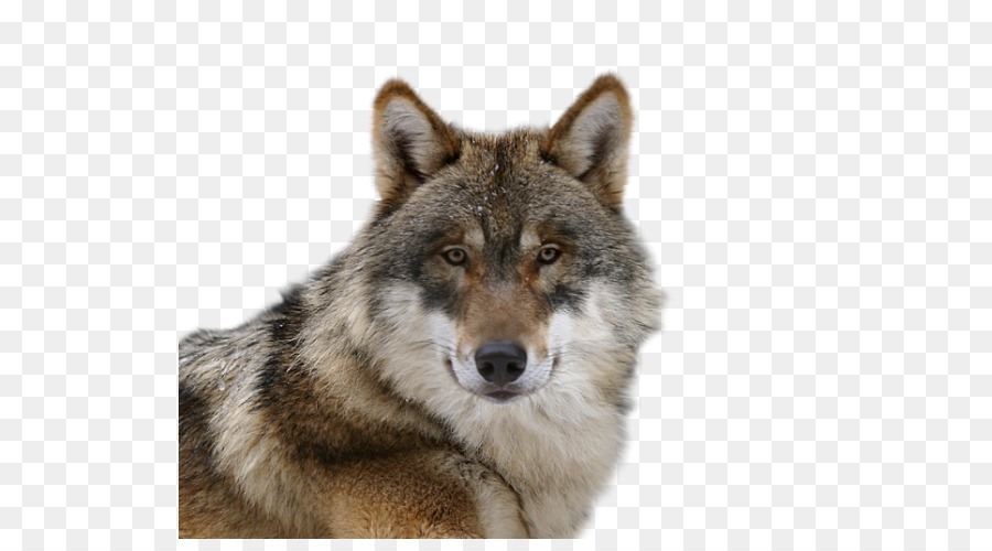 Coyote PNG HD - 150547