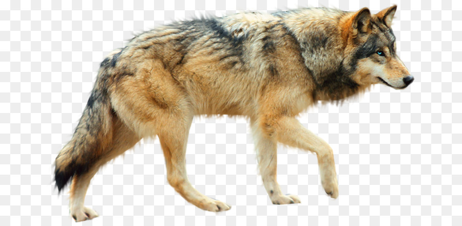 Coyote PNG HD - 150539
