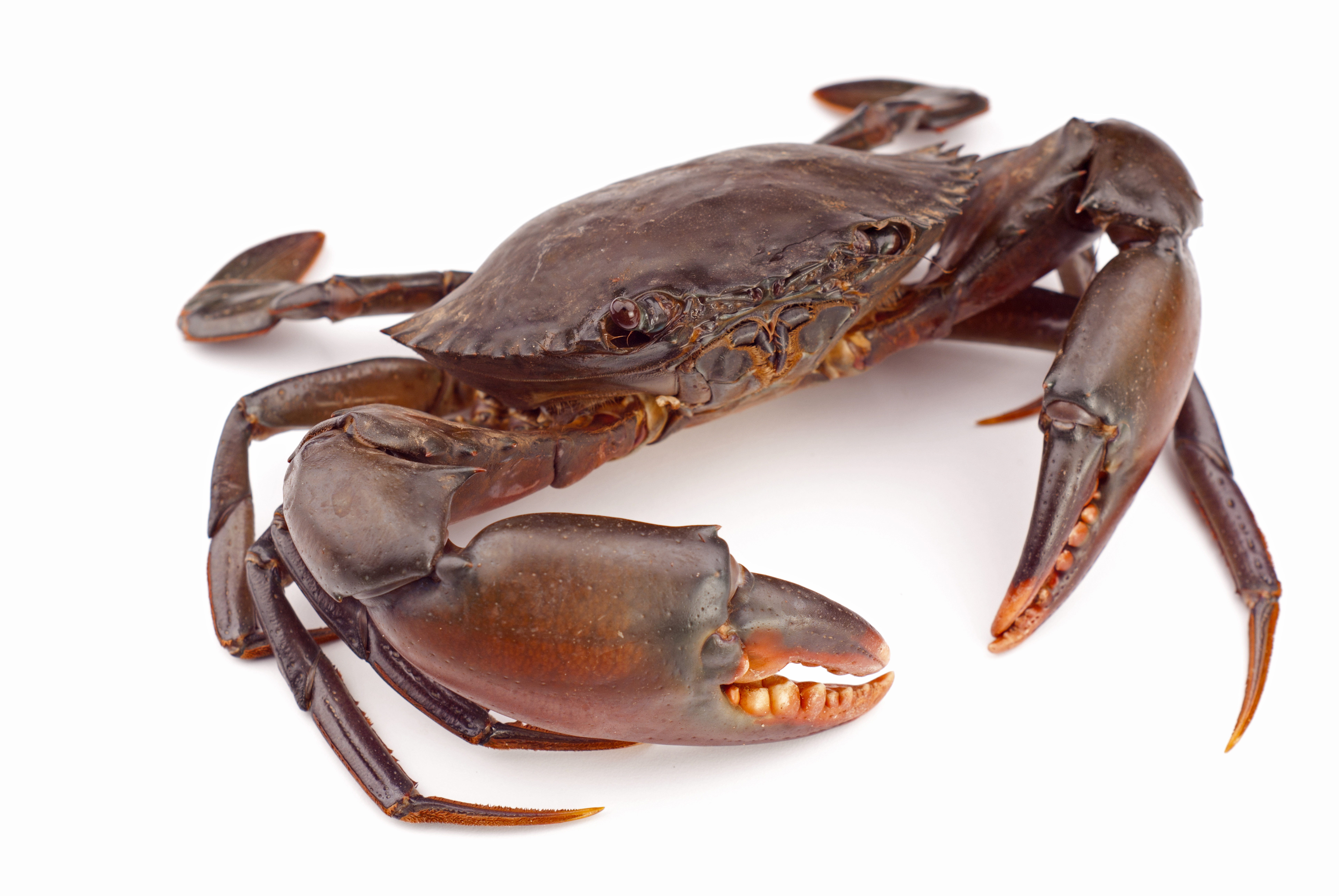 Crab HD PNG - 94468
