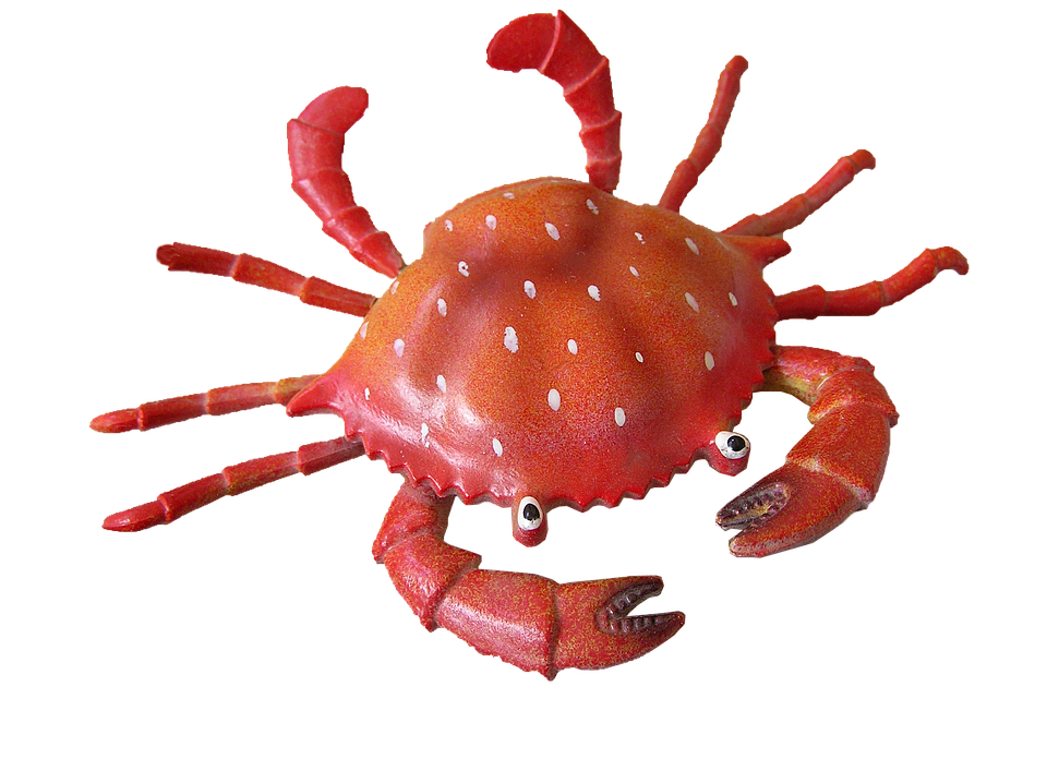 Crab HD PNG - 94476