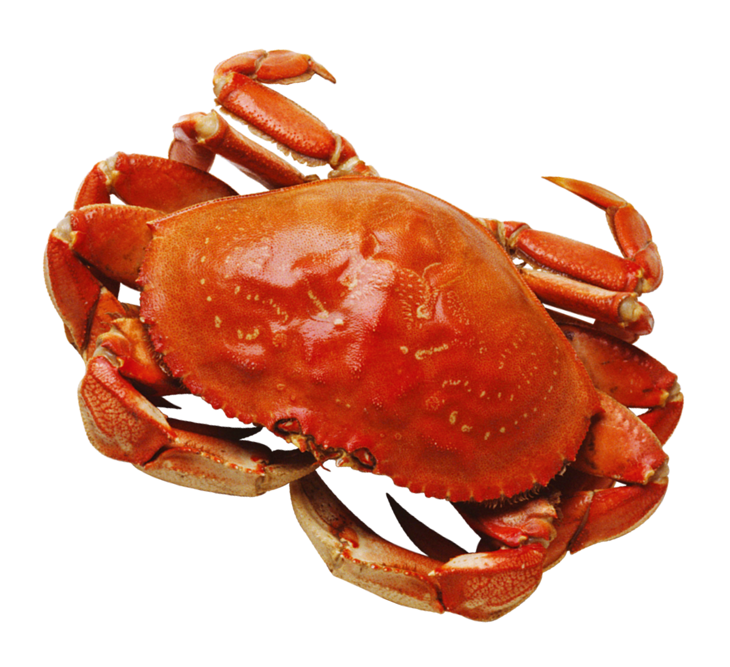 Crab HD PNG - 94471