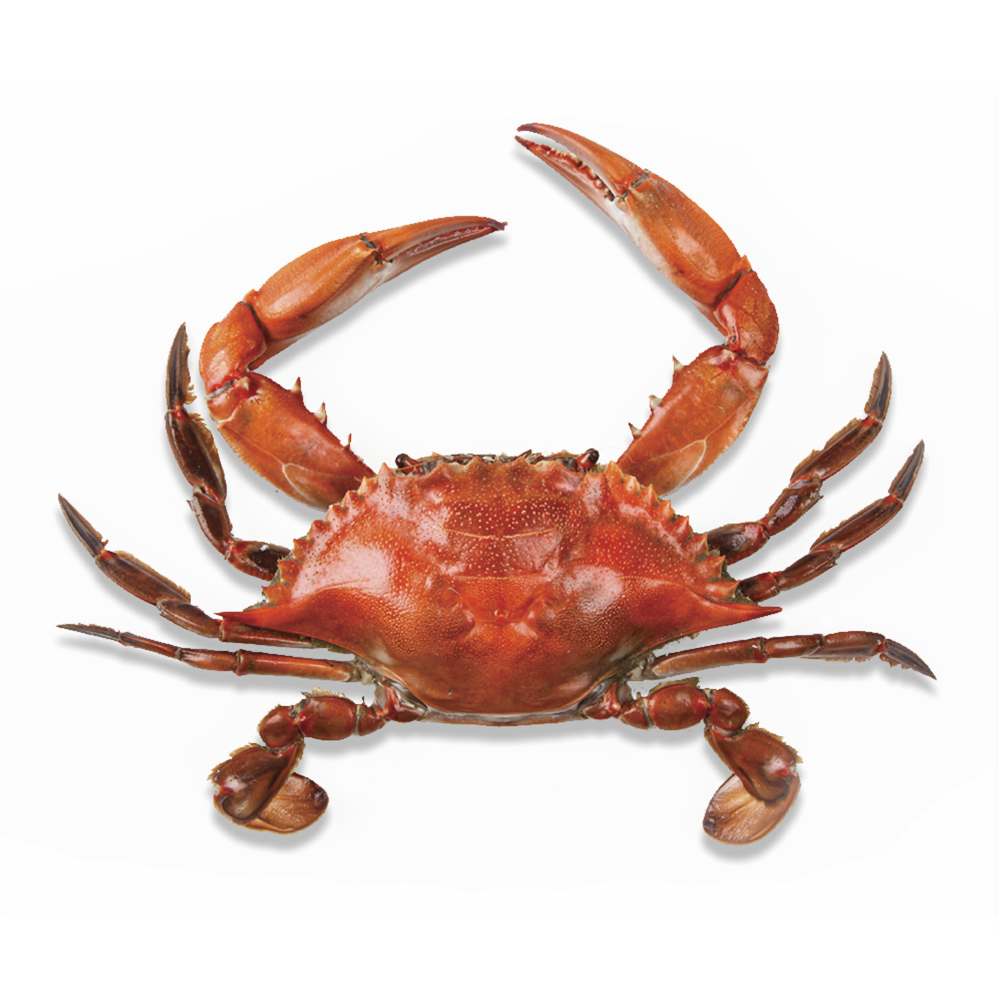 Crab HD PNG - 94470