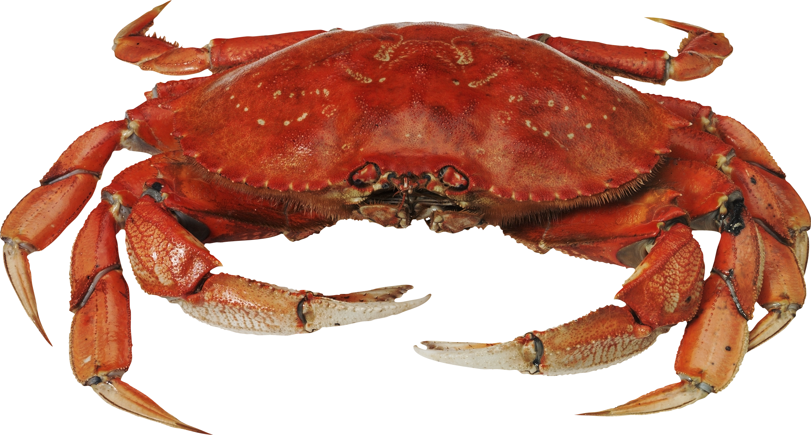 Crab HD PNG - 94469