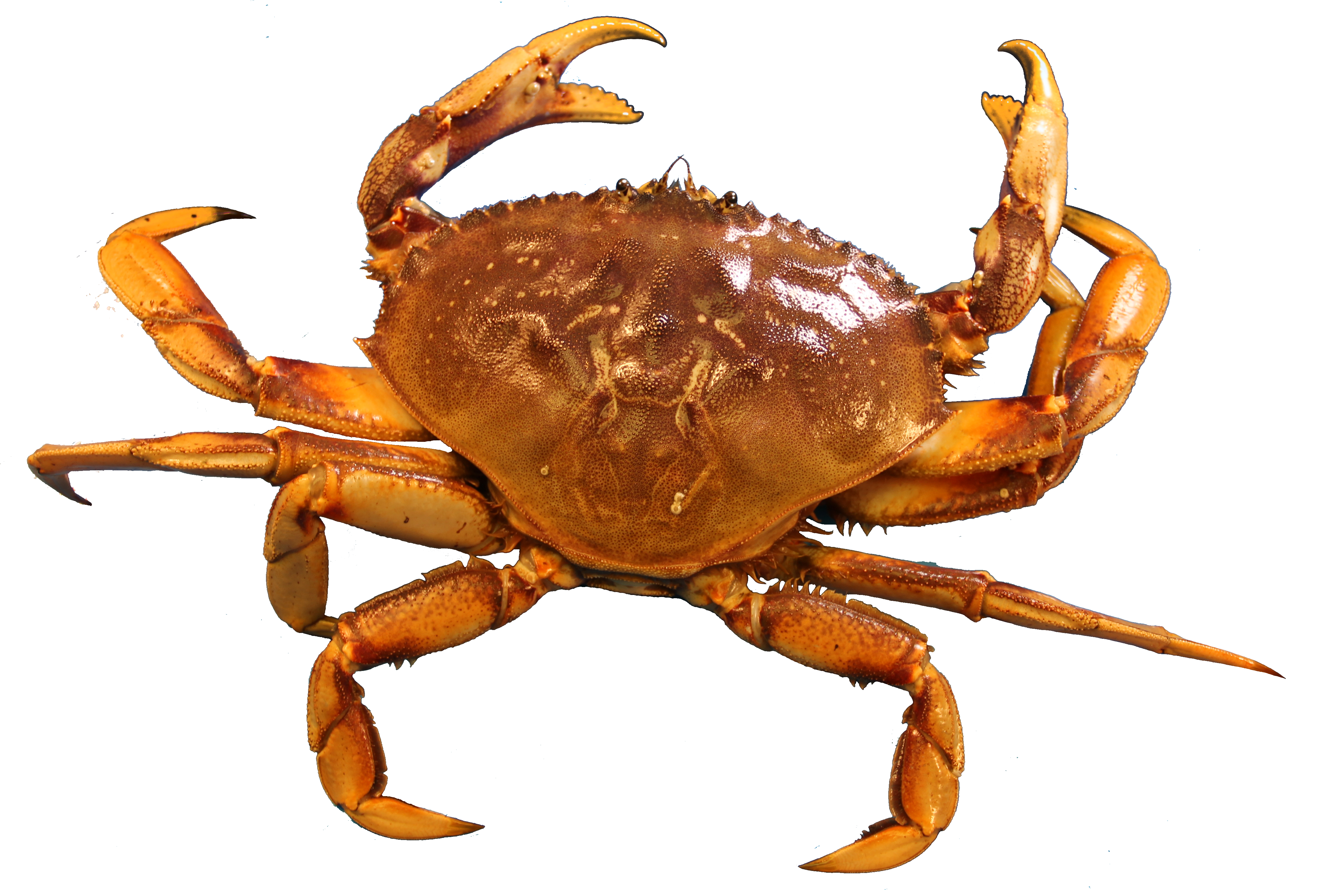 Crab HD PNG - 94463