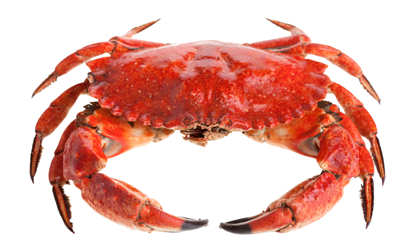 Crab HD PNG - 94473