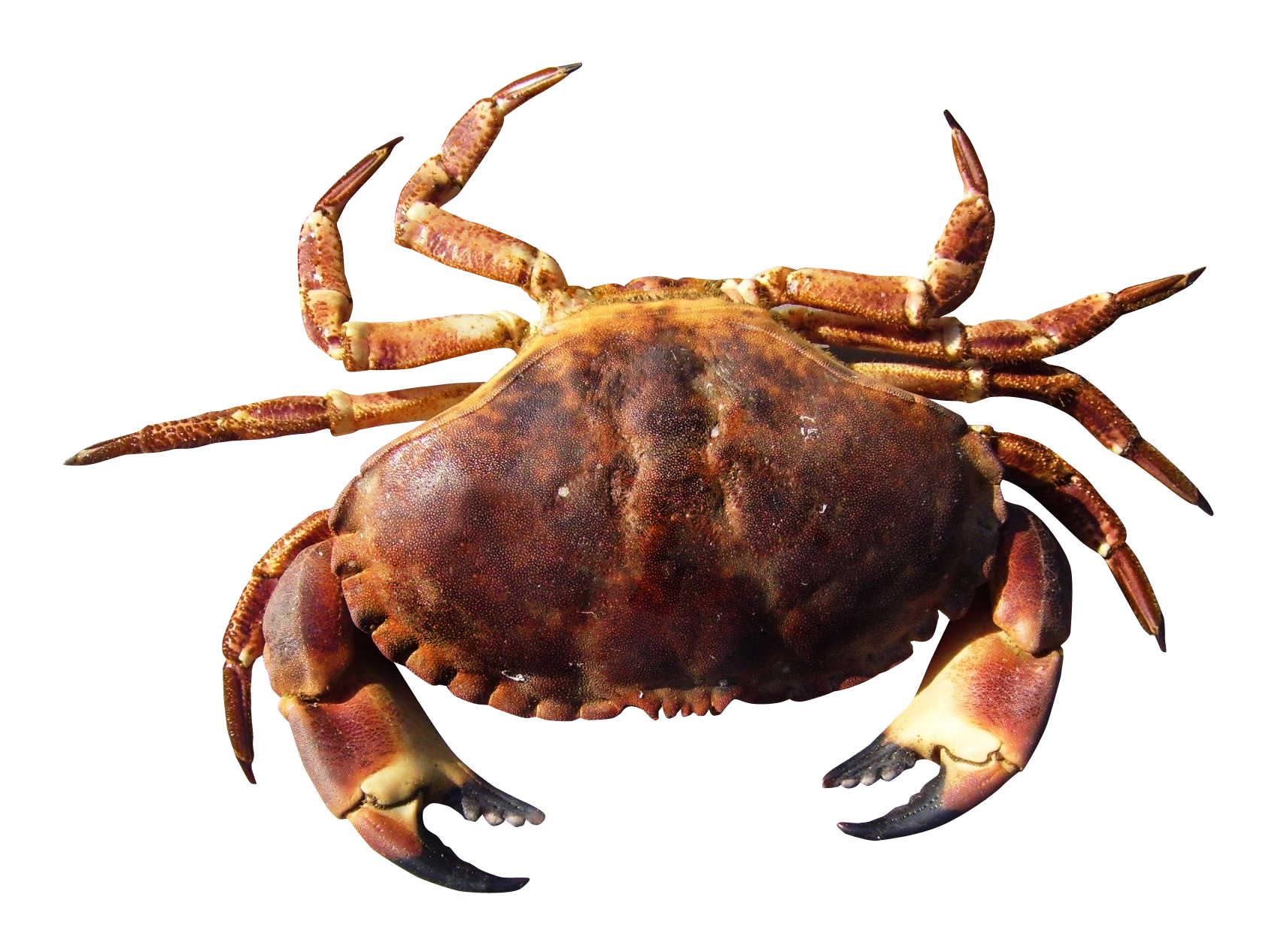 Crab Transparent PNG Image