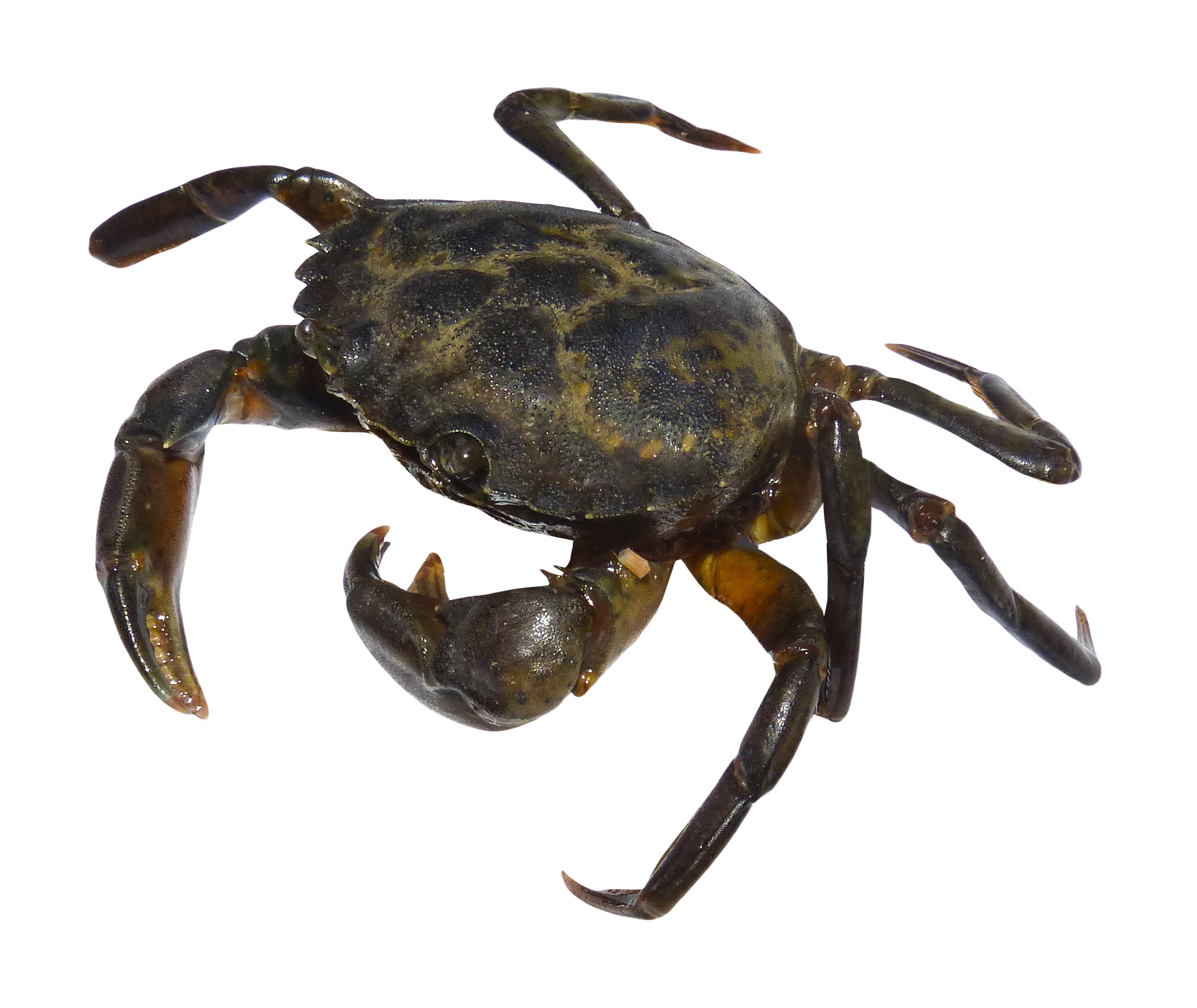 Crab PNG - 11886