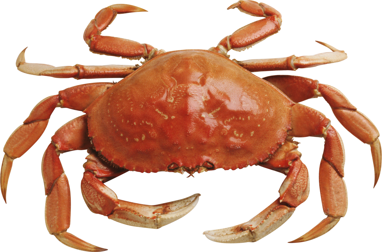 Crab Transparent PNG Image