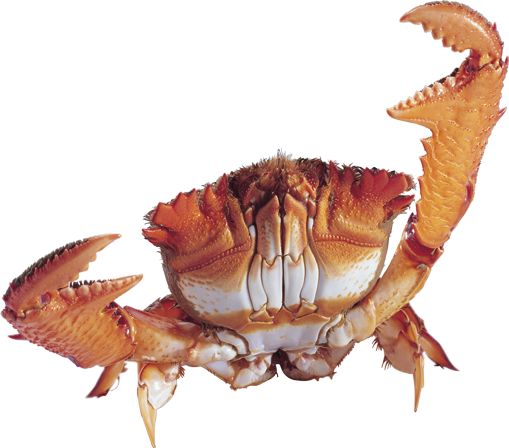 Crab PNG - 11894