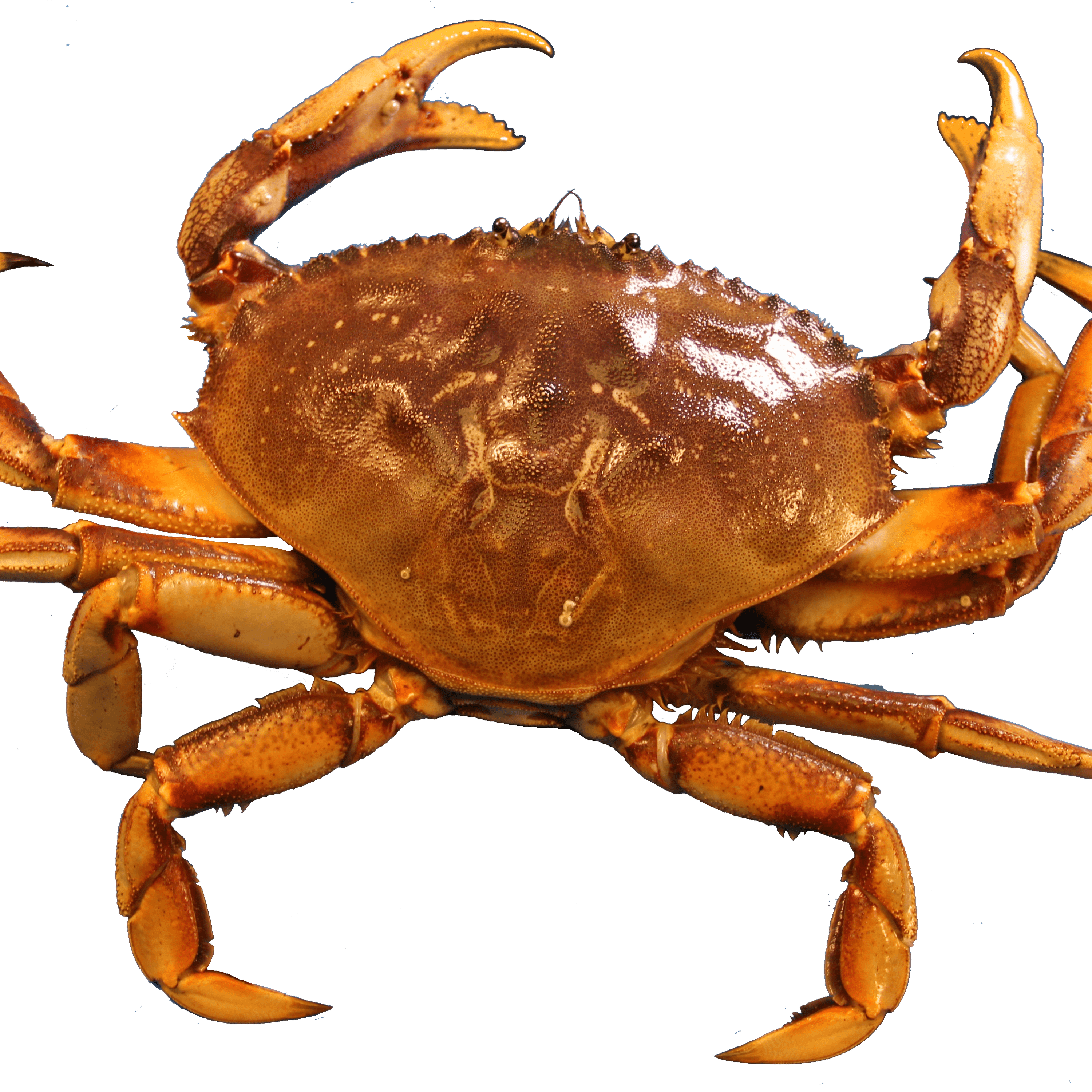 Crab PNG Clipart