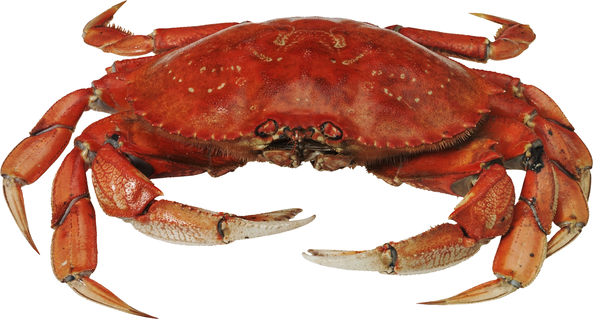 Crab PNG HD  - 129322