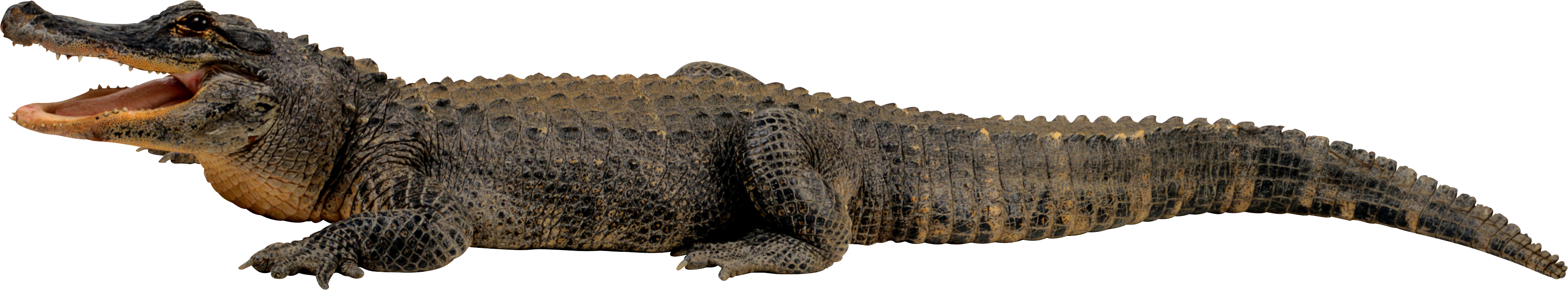 Crocodile HD PNG - 118145