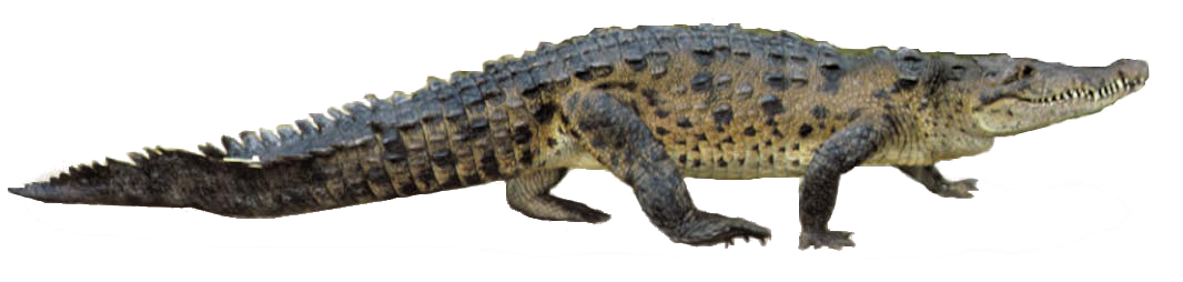 Crocodile HD PNG - 118138