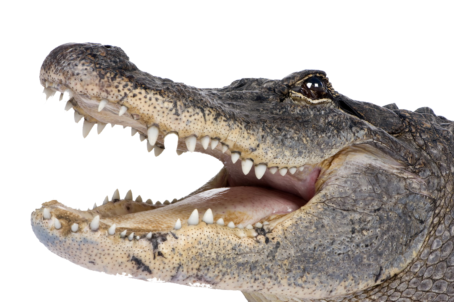 Crocodile HD PNG - 118144